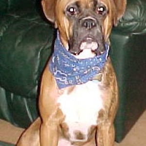 Zeus @ 1 year old
