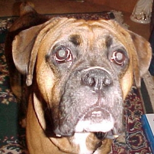 Zeus up close