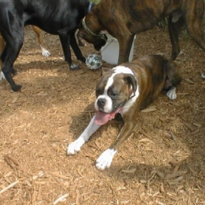 Bailey & Diego