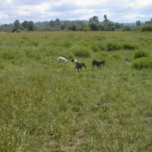 Bianca, Bailey & Dasia