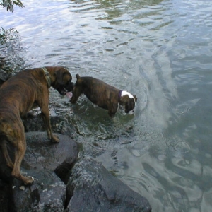 Diego & Bailey