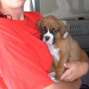 Our puppy (6 weeks)
