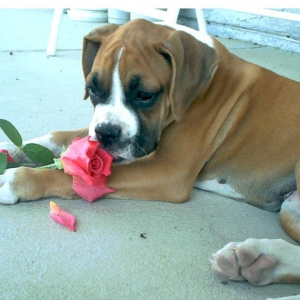 Ging N Roses