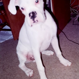 Buddy at 5 months