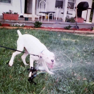 Playing with the sprinkler