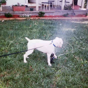 More sprinkler fun
