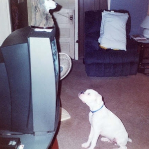 Who says furkids don't watch tv?