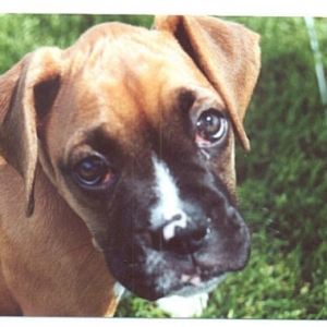 Puppy Eyes