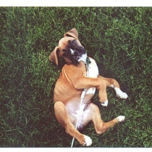 Yes, you may rub my tummy now