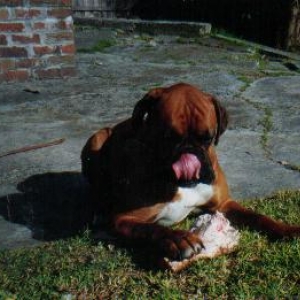 Birthday Bone