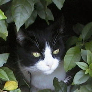 My precious kitty