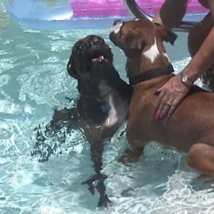 Pool buddies