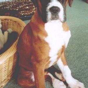 Stella at 17 weeks