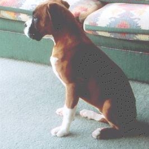 Profile