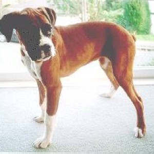 Stella 17 wks