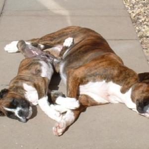 this is the life