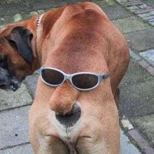 Dog wearing sunglasses