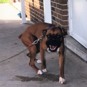 happy dog