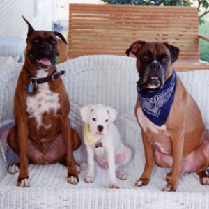 Cayenne, Maddie, and Chance