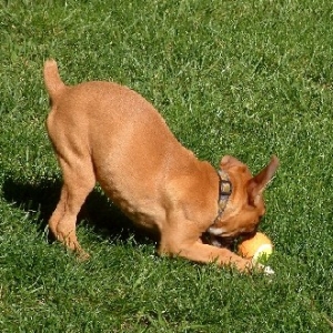 Maggie 14 weeks b