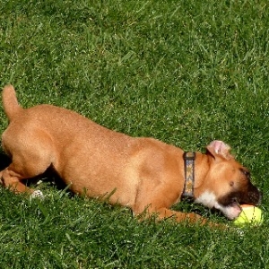 Maggie 14 weeks c