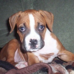Rudy_8_weeks_BW