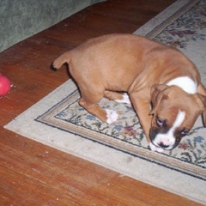 Rudy_playing_with_Kong_8_weeks