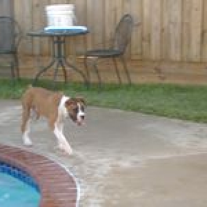 Boss checking out the pool
