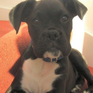 Meet Irish Bob !