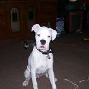 zeus
