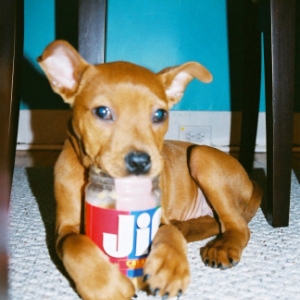Choosey Mom's Choose JIF!