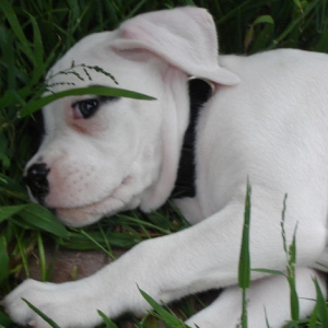 our new "BULLET"