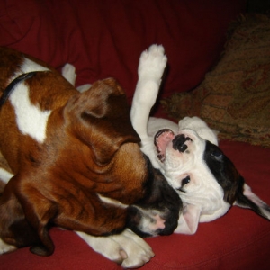 Butch and Bullet