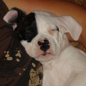 Bullet's first day