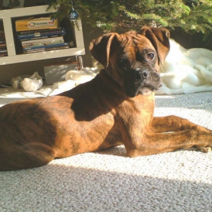 Chuvalo's 1st Christmas