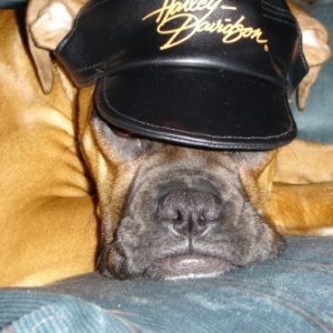 Harley Girl