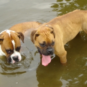 water babies