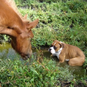 My puddle
