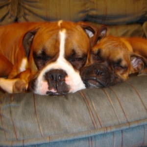 Cuddle Buddies