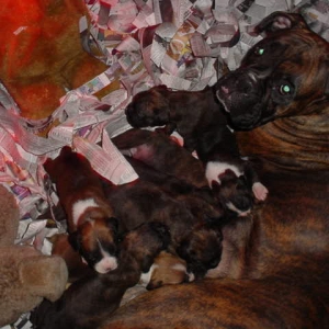 Proud Mama "Middy"