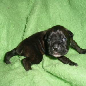 Cassius Week One!