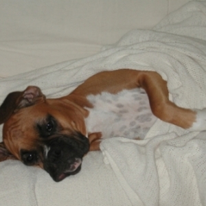 Snug as a bug in a rug