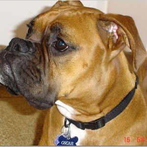 Serious Oscar