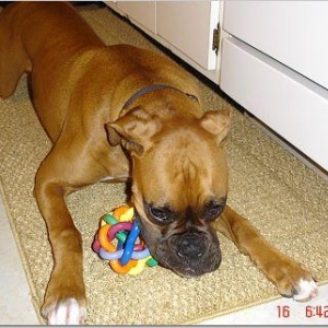 Chewing his knobbly ball