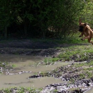 maisey flying