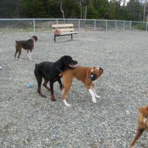 Mini Boxer/Rottie bash!