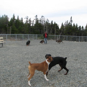More pups playing