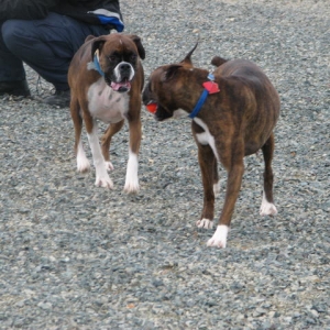 Ali and Kato
