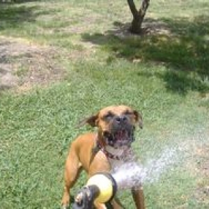 Gracie attacking the water