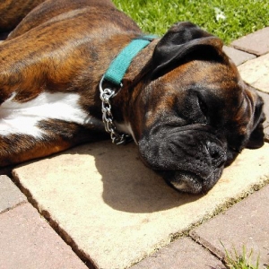 Bruno